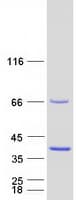 Human POLR3GL Protein (Recombinant Myc-DDK (Flag))