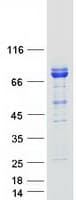 Human CEP68 Protein (Recombinant Myc-DDK (Flag))