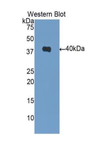DNAJB1 / Hsp40 Antibody (aa1-340)