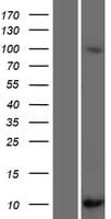 SCGB1C2 Protein (Over-Expression Lysate Myc-DDK (Flag))