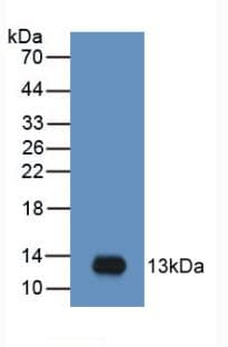 CCL20 / MIP-3-Alpha Antibody