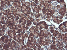 RGS16 Antibody (clone OTI1D3)