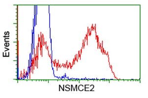 MMS21 / NSMCE2 Antibody (clone OTI6A6, Carrier-free)