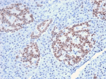 Monoclonal Mouse anti-Human HNF1A / HNF1 Antibody (clone HNF1A/2087, Azide-free,BSA-free, IHC)