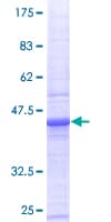 Human BCL2A1 Protein (Recombinant GST)