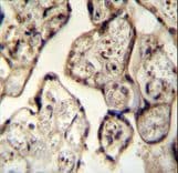 SYT8 Antibody (aa60-88)