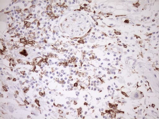 ITGAM / CD11b Antibody (clone OTI2D11, Carrier-free)