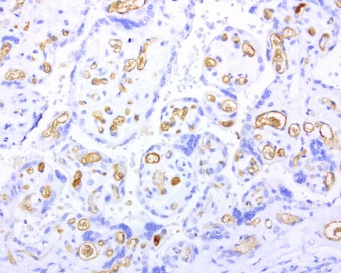 Adiponectin Antibody (aa19-244, clone UMAB104)