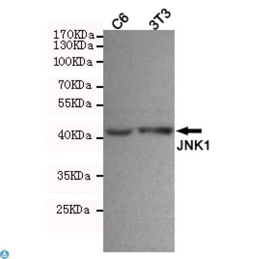 MAPK8 / JNK1 Antibody