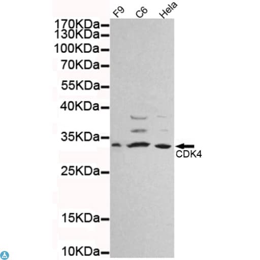 CDK4 Antibody