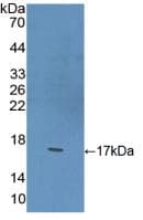 BDNF Antibody (aa117-248)