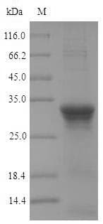 Bacillus subtilis pbpC Protein (Recombinant 6His, N-terminus)