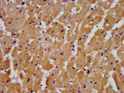 MYH4 Antibody