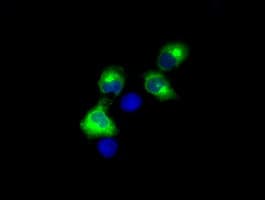 Monoclonal Mouse anti-Human LIPG / Endothelial Lipase Antibody (clone OTI8E4, IHC, IF, WB)