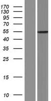 SLC16A8 Protein (Over-Expression Lysate Myc-DDK (Flag))
