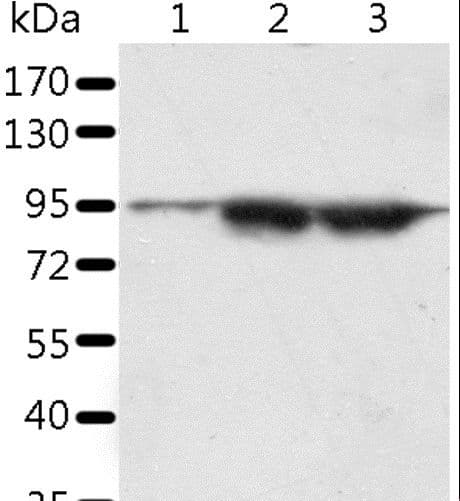 SPATA20 Antibody