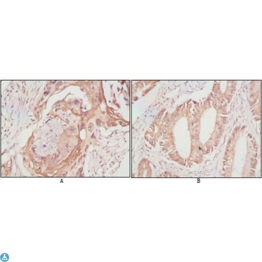 DDX4 / VASA Antibody