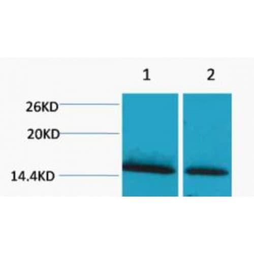 Histone H1 Antibody