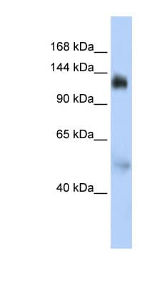 NFX1 Antibody (C-Terminus)