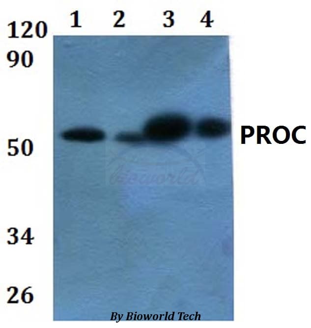 PROC / Protein C Antibody
