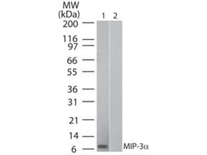 CCL20 / MIP-3-Alpha Antibody (clone 3N2D9)