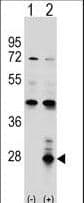 AZU1 / Azurocidin Antibody (aa67-96)