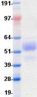 Human CD28 Protein (Recombinant Fc, C-terminus)