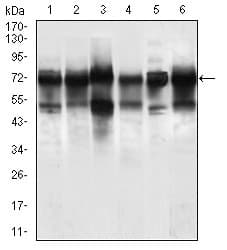 IHC-plus™ NELFA / WHSC2 Antibody (aa280-511, clone 6B11H8)