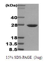 Human HSPB1 / HSP27 Protein (Recombinant)