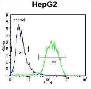 Polyclonal Rabbit anti-Human BUD13 Antibody (aa462-490, IHC, WB)