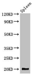 WRB Antibody