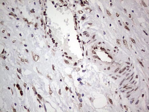 Monoclonal Mouse anti-Human C14orf166 Antibody (clone OTI4A3, IHC, WB)