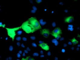 PSMD2 Antibody (clone OTI1A12)