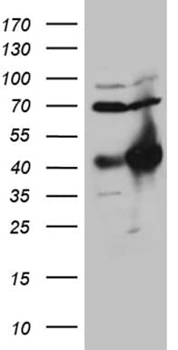 HOXC4 Antibody (clone OTI1F6, Carrier-free)