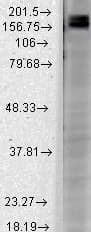 SHANK2 / SHANK Antibody (aa84-309, clone S23b-6, APC)