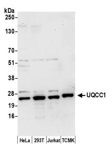 UQCC1/ UQCC Antibody (aa249-299)
