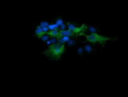 MAP2K1 / MKK1 / MEK1 Antibody (clone OTI2F1)