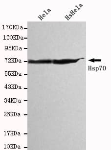 HSPA1A Antibody