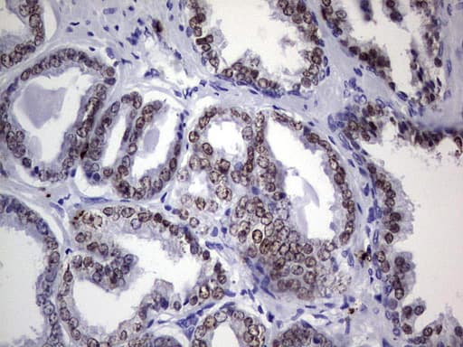 Monoclonal Mouse anti-Human NKX3-1 Antibody (clone OTI1B9, IHC, WB)