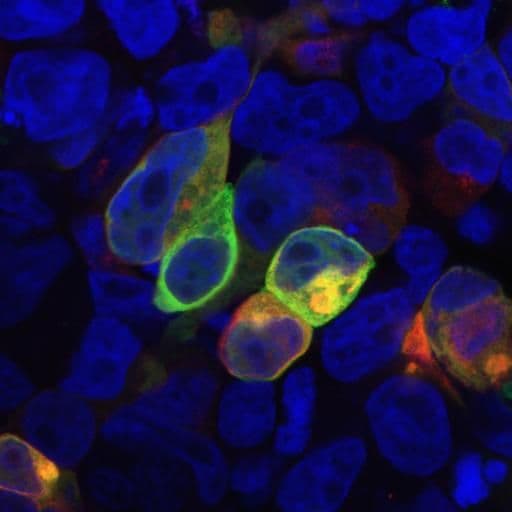 PRR7 Antibody (Amino Acid: 126-253, clone TRAP3/10)