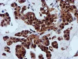 SPR Antibody (clone OTI2C6)