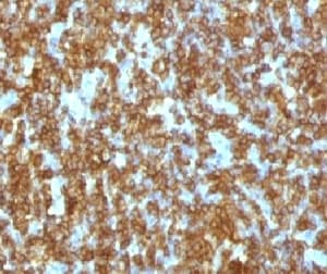 CD45RA Antibody (clone CDLA45RA-1)