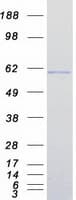 Human IRF7 Protein (Recombinant Myc-DDK (Flag))