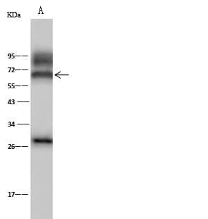 ICAM-1 / CD54 Antibody (Preservative Free)