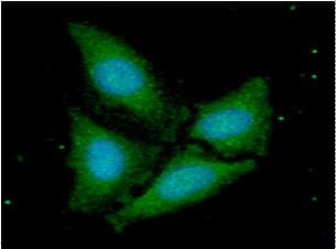 FIS1 Antibody (clone AT3B7)
