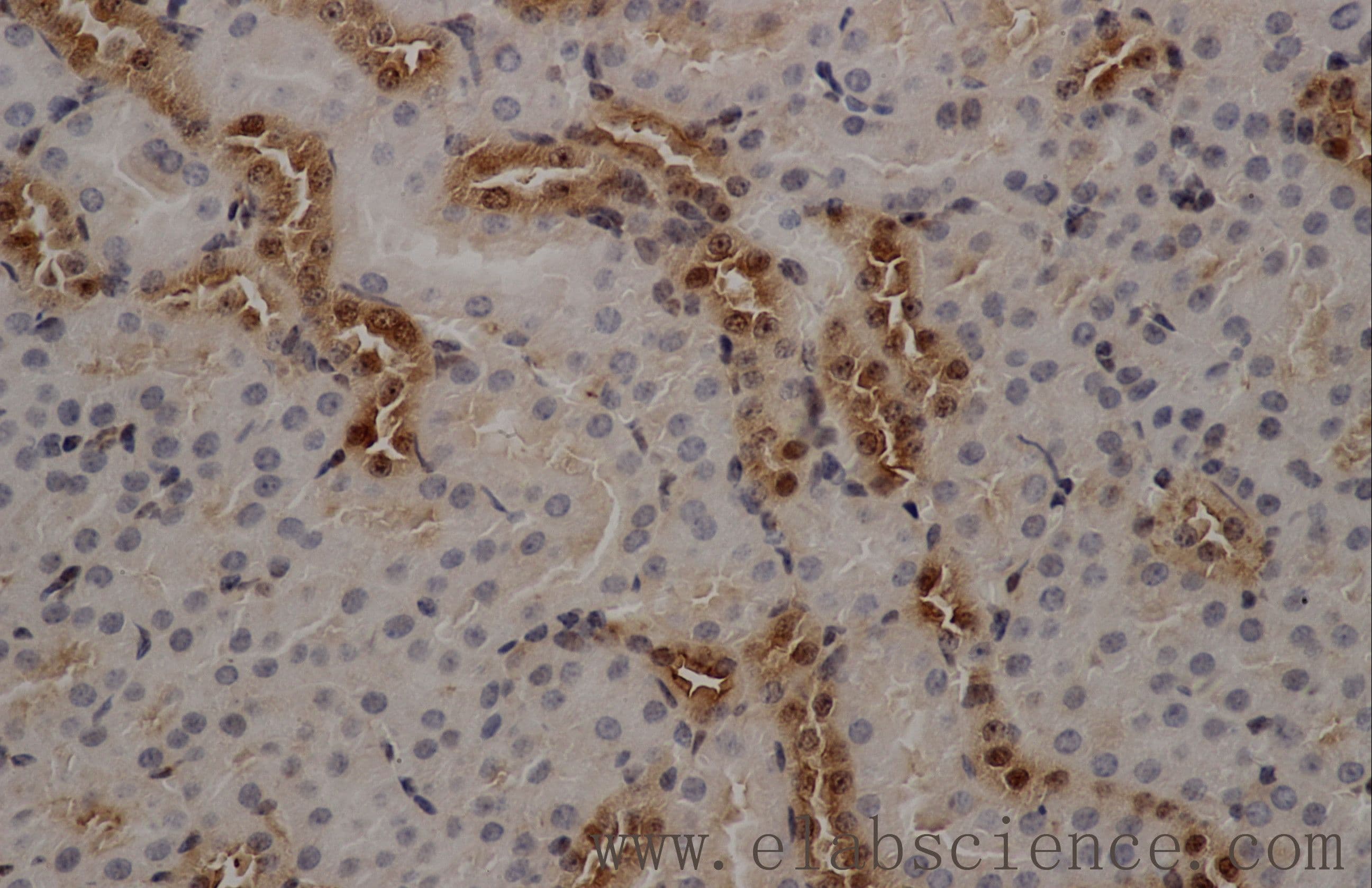 ANXA5 / Annexin V Antibody
