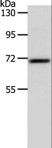 SOX13 Antibody
