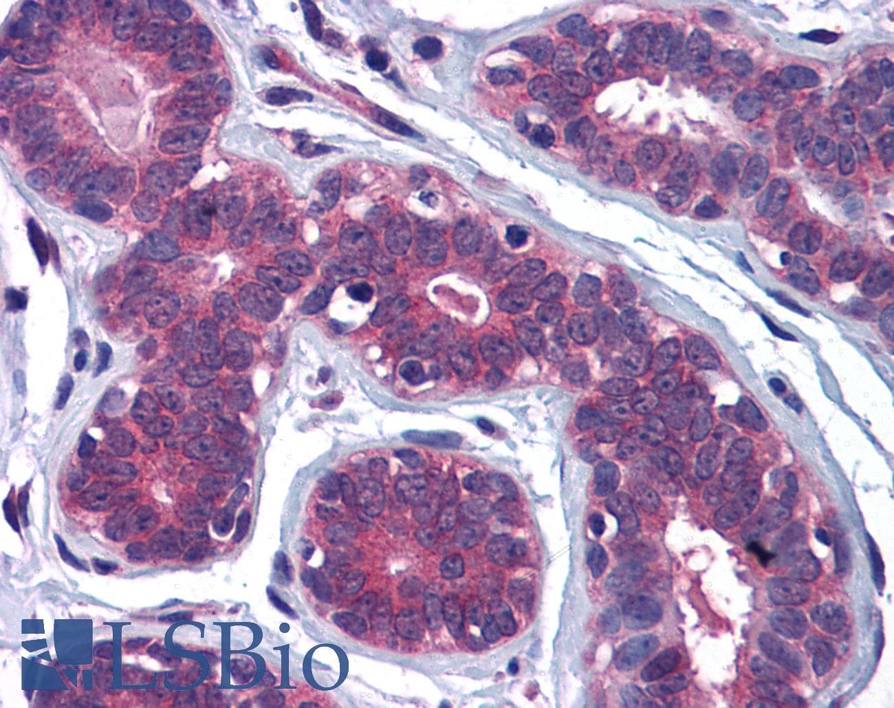IHC-plus™ Polyclonal Goat anti-Human MYRIP Antibody (aa846-859, IHC, WB)