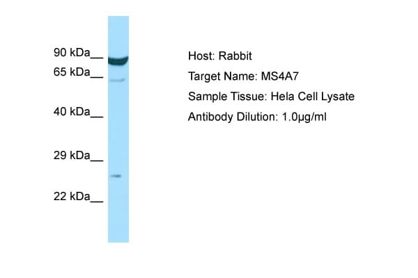 MS4A7 Antibody (aa98-147)