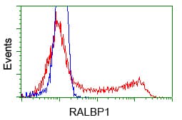 Monoclonal Mouse anti-Human RIP1 / RALBP1 Antibody (clone OTI11B2, IHC, IF, WB)